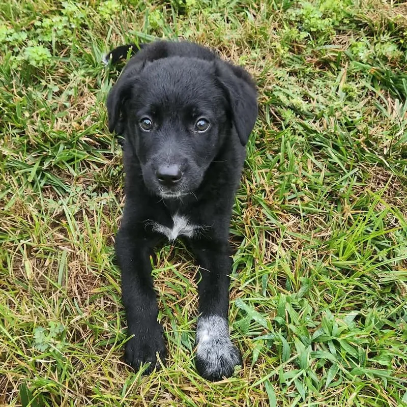 A baby small-sized female Black Australian Cattle Dog / Blue Heeler dog named Peach PR for adoption in Union, MO