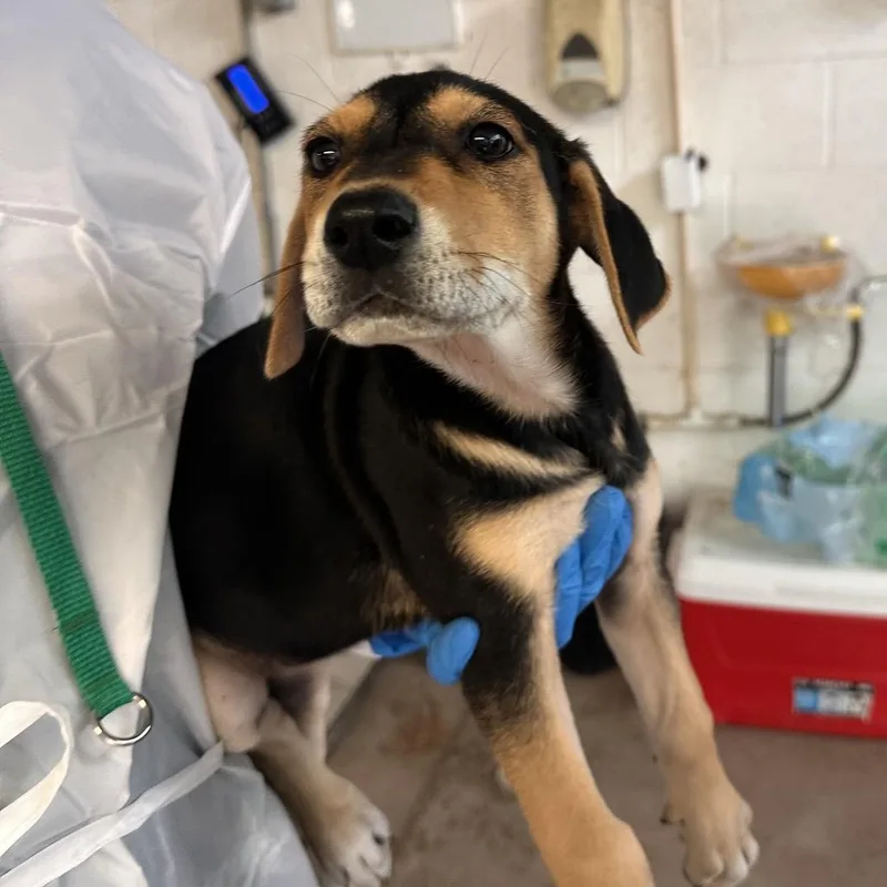 A baby medium-sized female Black Shepherd dog named Louis Vuitton for adoption in Edinburg, TX