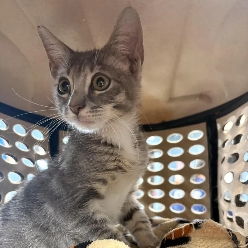 A baby small-sized male Domestic Short Hair cat named Katsen for adoption in Newark, NJ