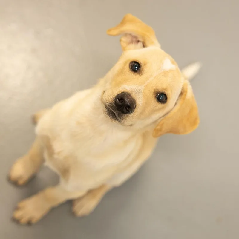 A baby medium-sized female Yellow / Tan / Blond / Fawn Mixed Breed dog named Ally for adoption in Cape Girardeau, MO