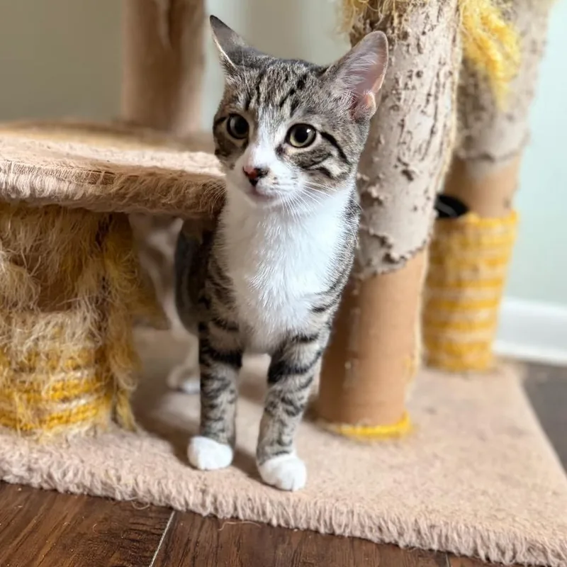 A baby small-sized male Brown / Chocolate Domestic Short Hair cat named Gio for adoption in Mount Laurel, NJ