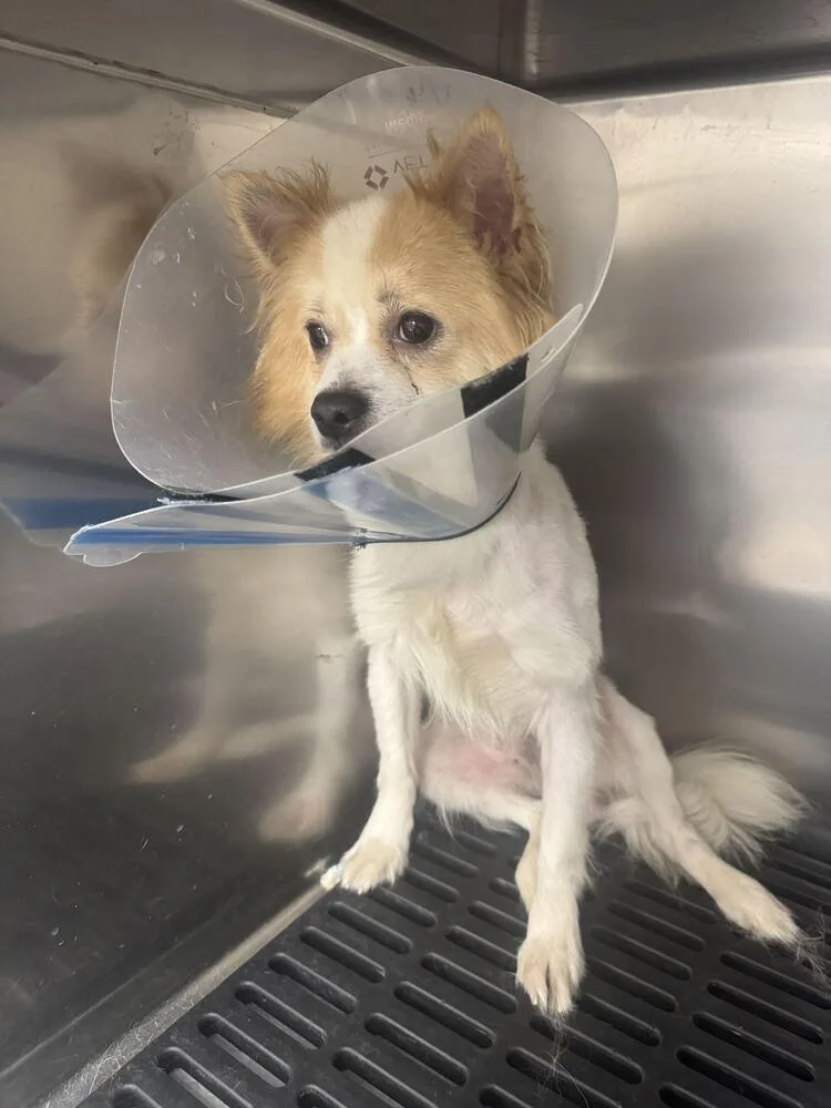 A baby small-sized male Pomeranian dog named Niko for adoption in Marietta, GA