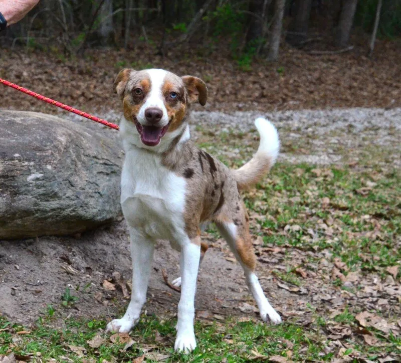 A young medium-sized male Merle (Red) Australian Shepherd dog named Sid for adoption in Willingboro, NJ