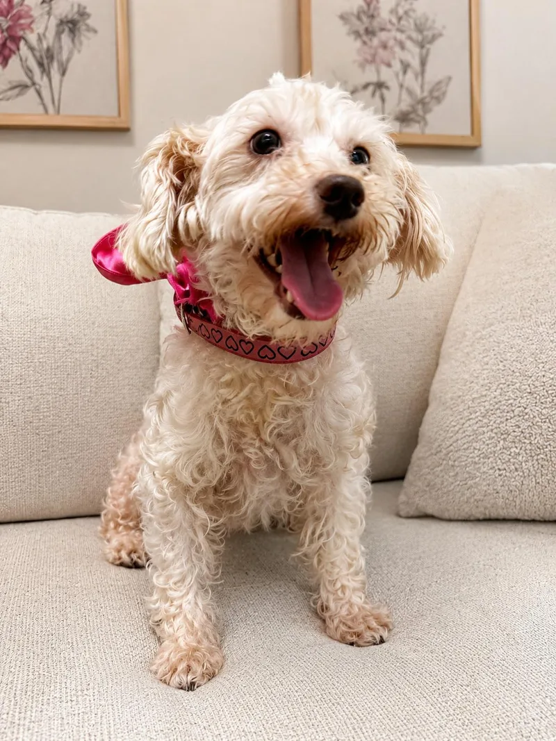 An adult small-sized female White / Cream Miniature Poodle dog named Lainy for adoption in Semmes, AL