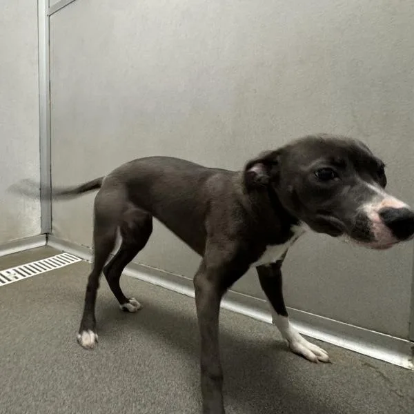 A young small-sized unknown Terrier dog named Aire for adoption in Des Moines, IA