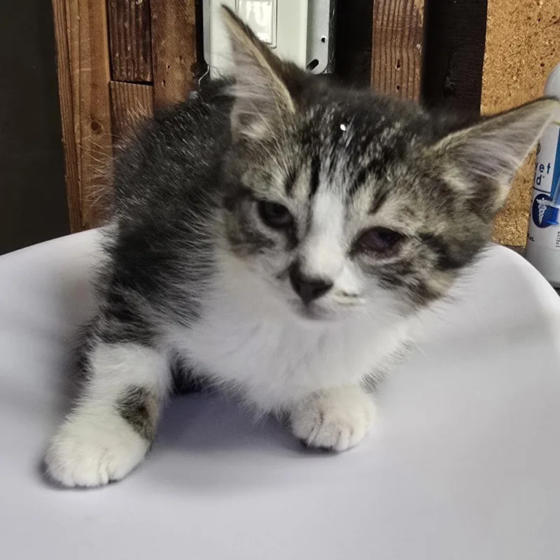 A baby small-sized female Brown / Chocolate Domestic Short Hair cat named Leia for adoption in Long Beach, CA