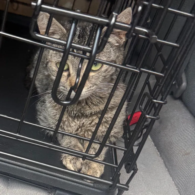A young medium-sized female Gray / Blue / Silver Domestic Short Hair cat named Wolf for adoption in Winston-Salem, NC