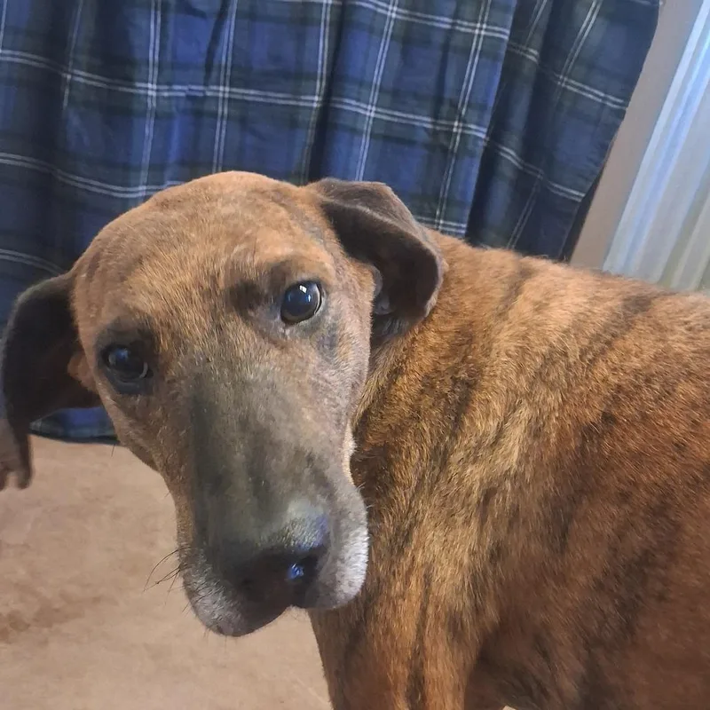 An adult medium-sized male Brindle Coonhound dog named Lovey for adoption in Flagstaff, AZ