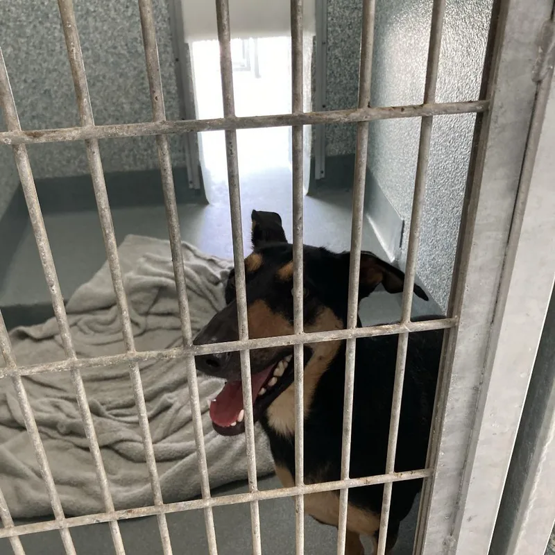 An adult medium-sized female German Shepherd Dog dog named Isabella for adoption in Long Beach, CA
