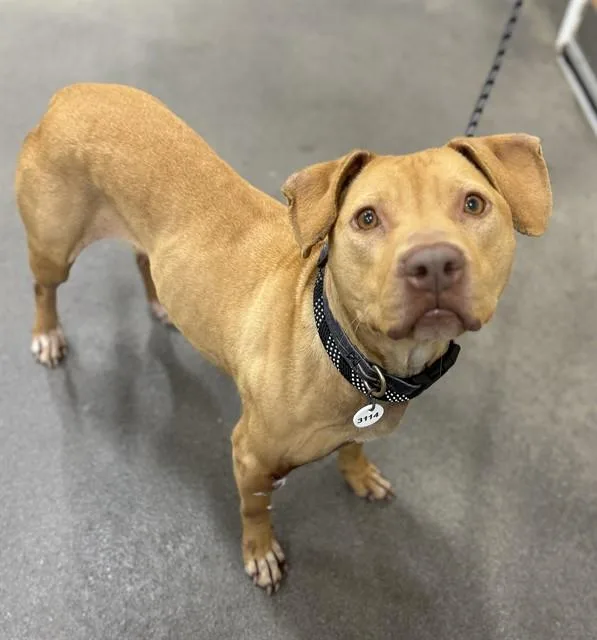 An adult medium-sized female Pit Bull Terrier dog named Coco for adoption in Upper Marlboro, MD