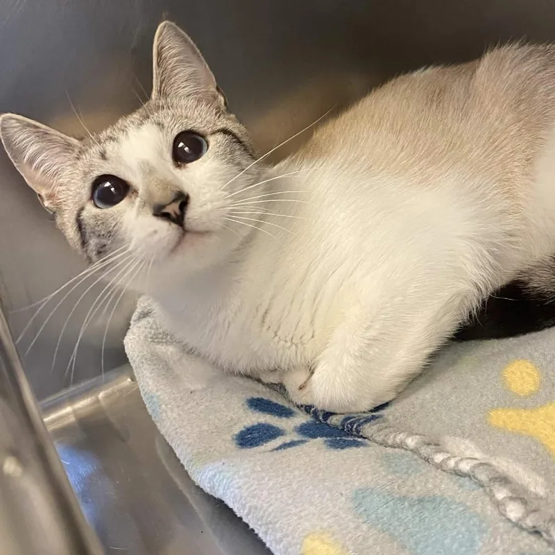 An adult medium-sized female Buff / Tan / Fawn Domestic Short Hair cat named Bubbie for adoption in Gloucester, VA