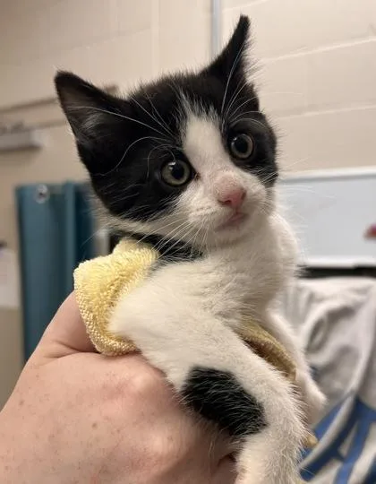 A baby small-sized male Domestic Short Hair cat named Mozzarella for adoption in Fishers, IN