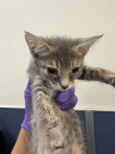 A baby small-sized female Domestic Short Hair cat named Ella for adoption in Miami, FL