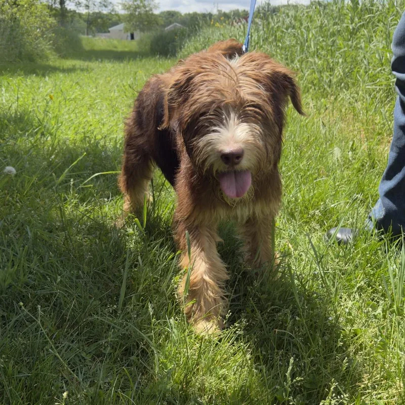 A young small-sized female Brown / Chocolate Mixed Breed dog named Margo for adoption in East Smithfield , PA