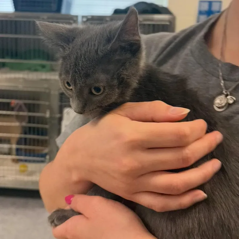 A baby small-sized female Gray / Blue / Silver Domestic Short Hair cat named Welsh for adoption in Charlottesville, VA