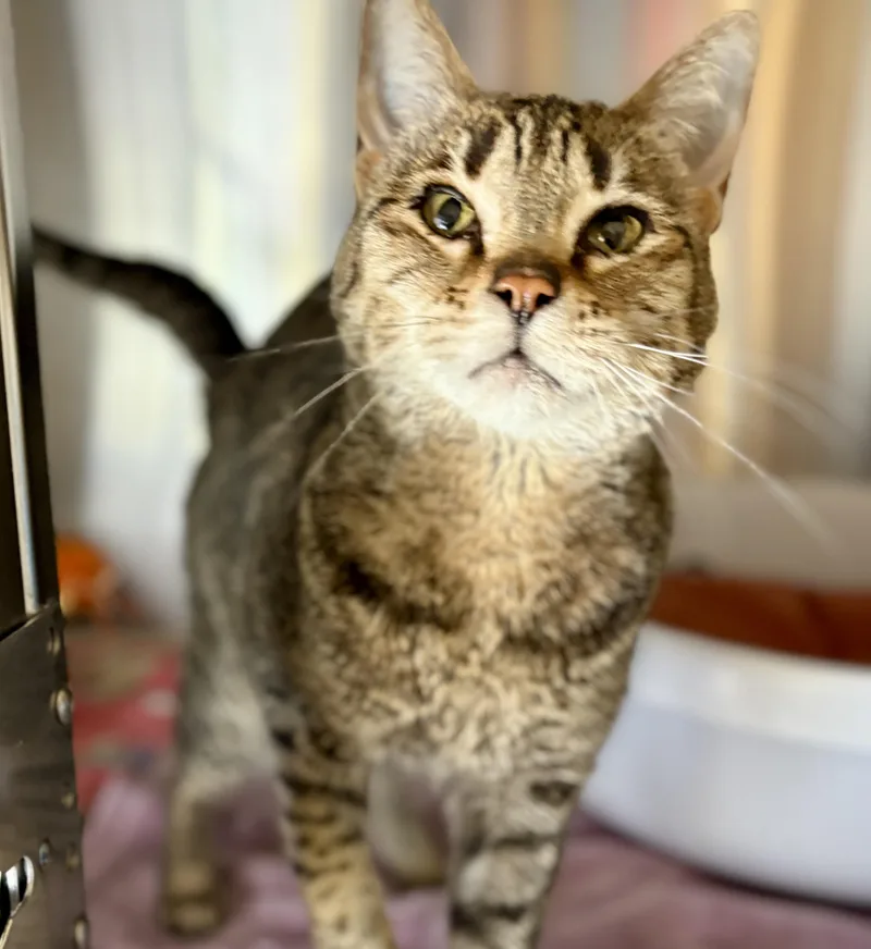 An adult medium-sized male Tabby (Buff / Tan / Fawn) Tabby cat named Atti for adoption in Prescott, AZ