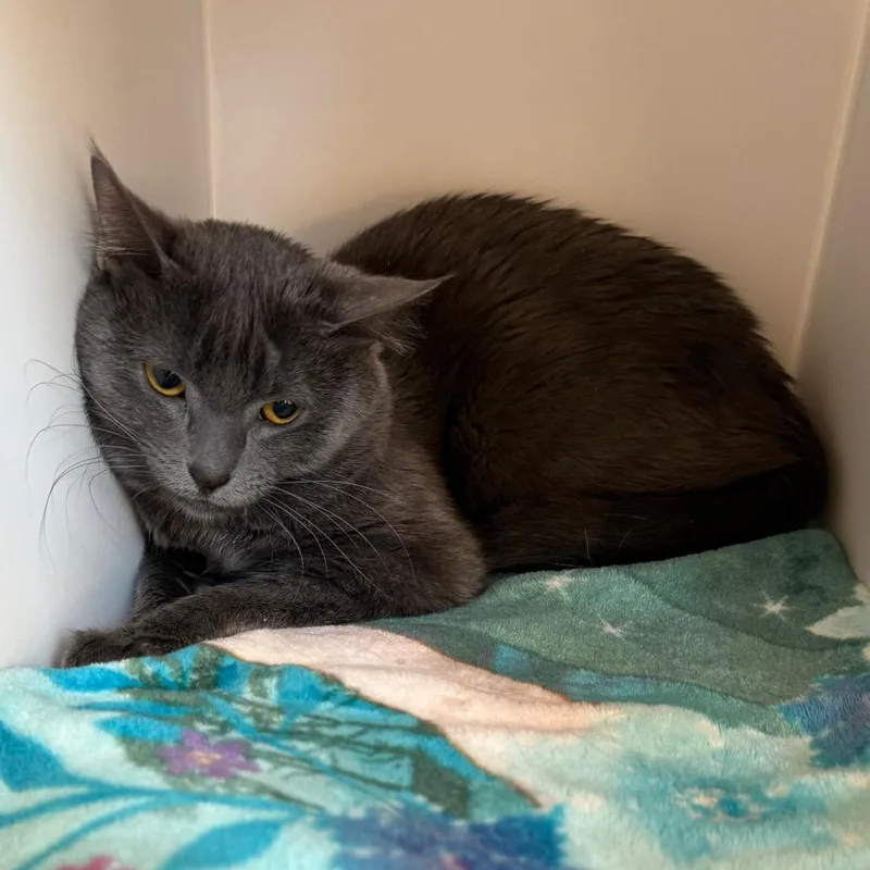An adult medium-sized male Gray / Blue / Silver Domestic Short Hair cat named Edwin for adoption in Kanab, UT
