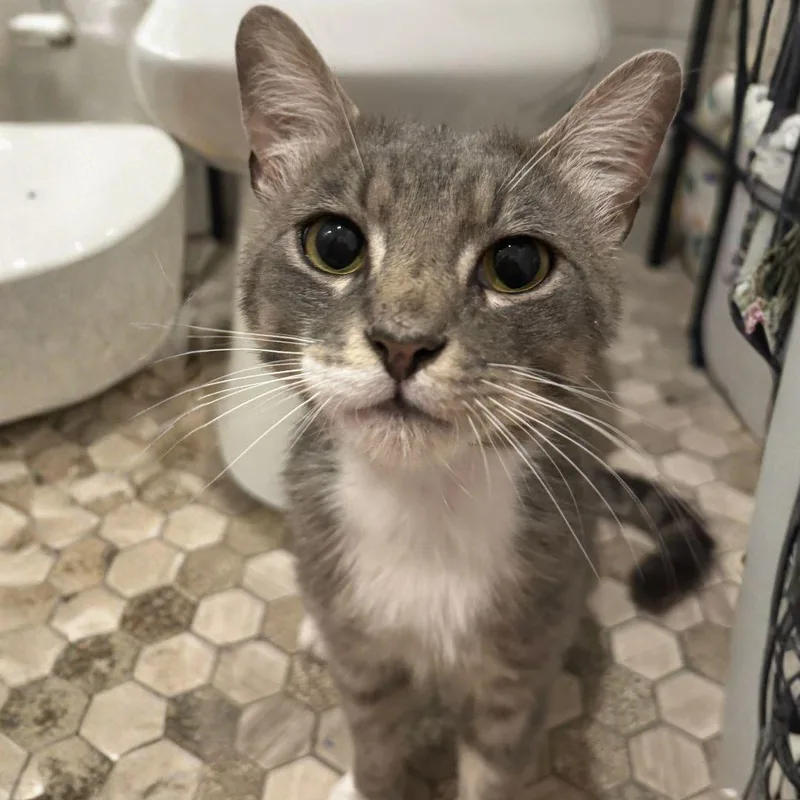 An adult medium-sized male Domestic Short Hair cat named Barley for adoption in Brooklyn, NY