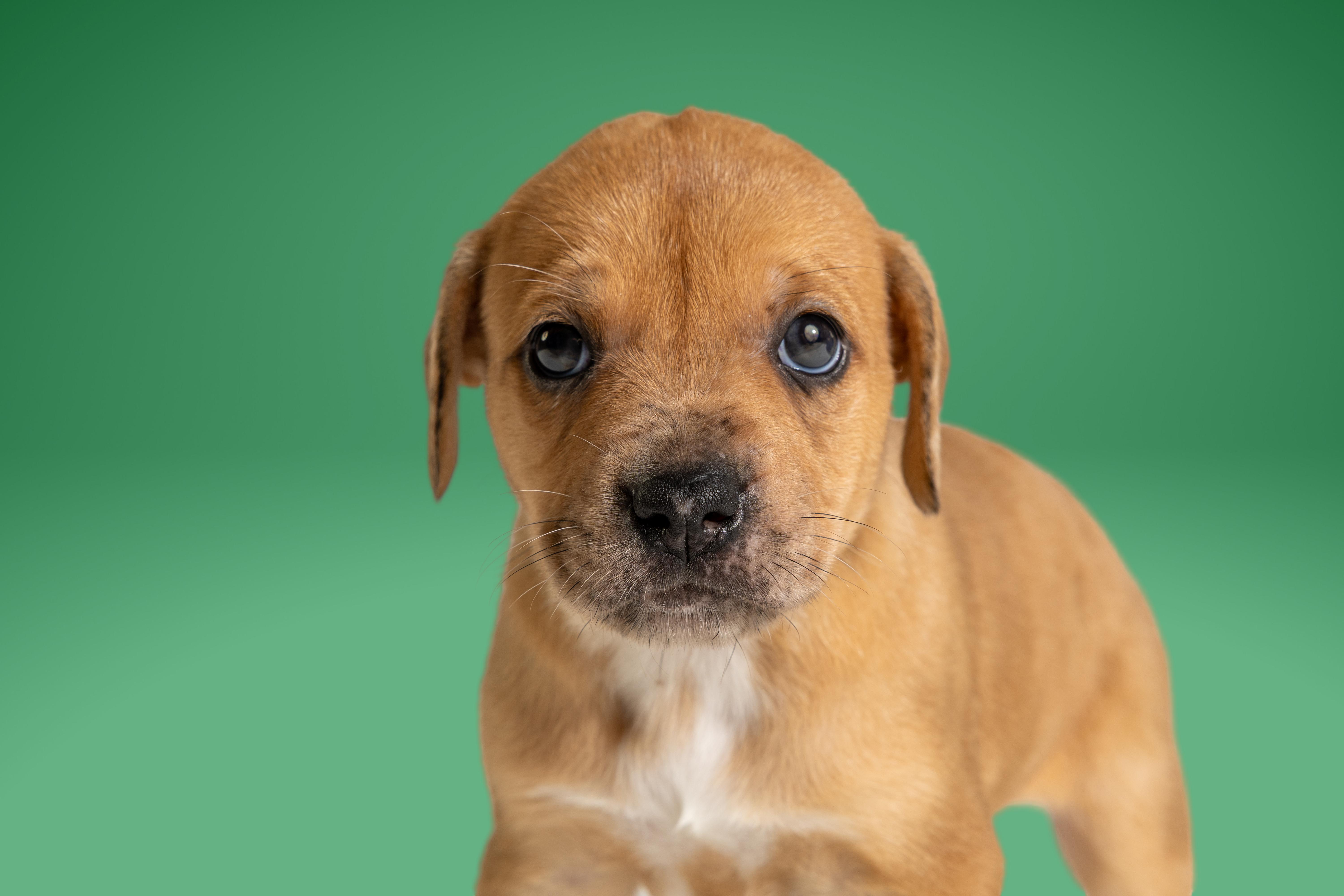 A baby large-sized female Golden Boxer dog named Sable for adoption in Simsbury, CT