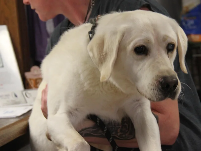 An adult medium-sized male Yellow / Tan / Blond / Fawn Yellow Labrador Retriever dog named Scout for adoption in Marietta, OH