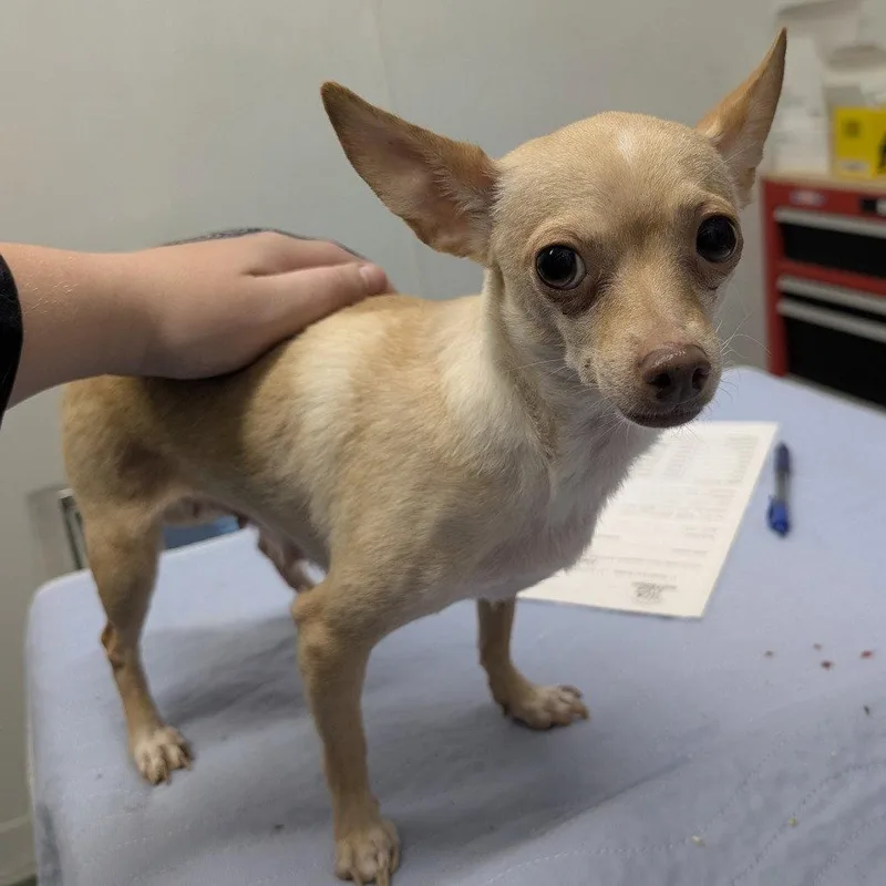 An adult small-sized female Chihuahua dog named Apple Fritter for adoption in Chico, CA