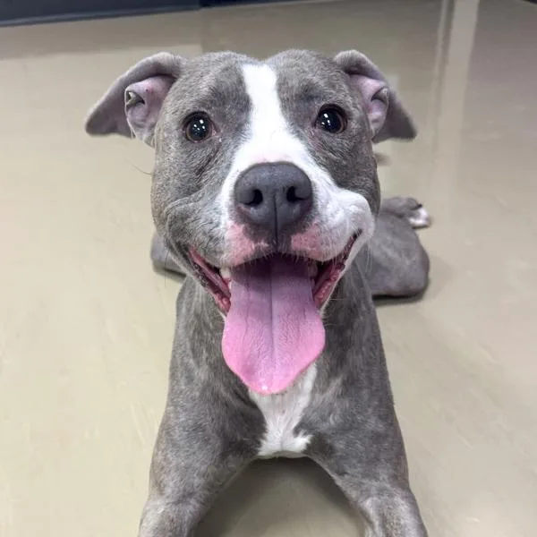 An adult medium-sized female Pit Bull Terrier dog named Molli for adoption in Des Moines, IA