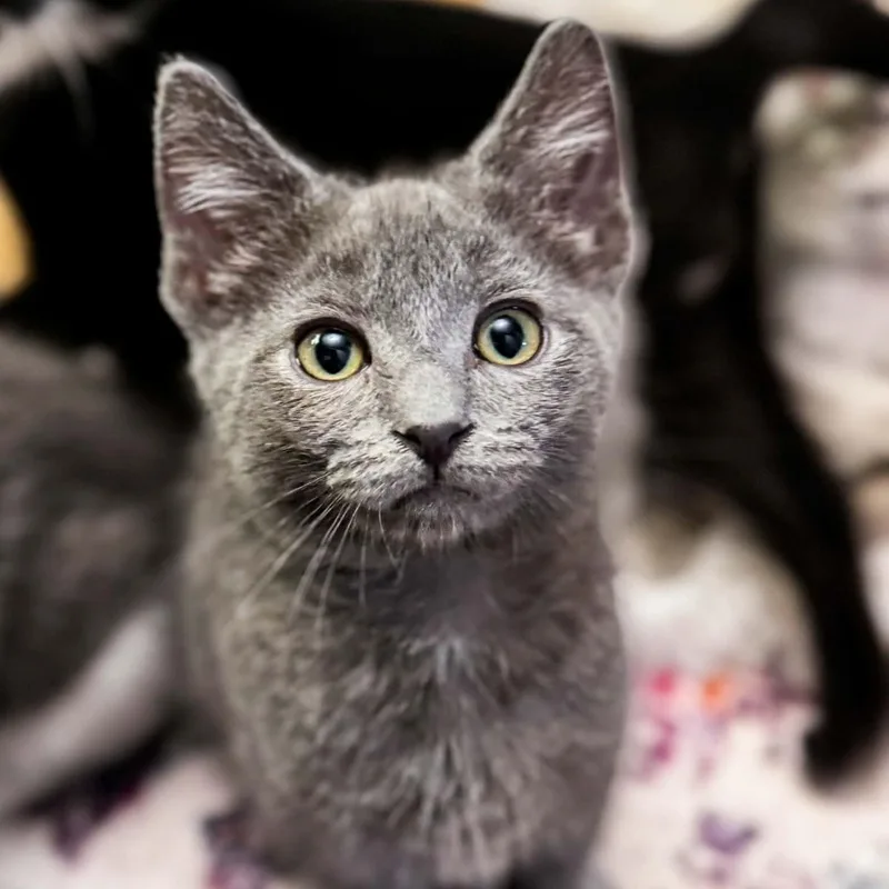 A baby medium-sized male Gray / Blue / Silver Domestic Short Hair cat named Rocky for adoption in Kentwood, MI
