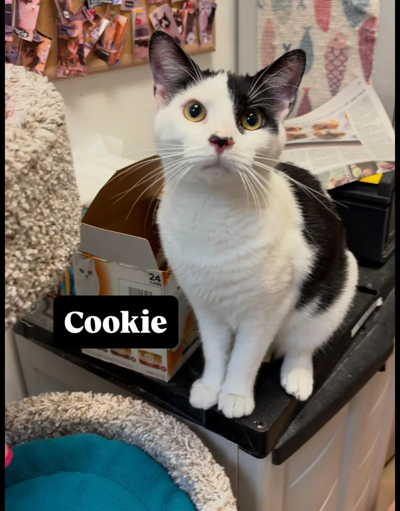 A young medium-sized male Black & White / Tuxedo Domestic Short Hair cat named Cookie for adoption in Herndon, VA