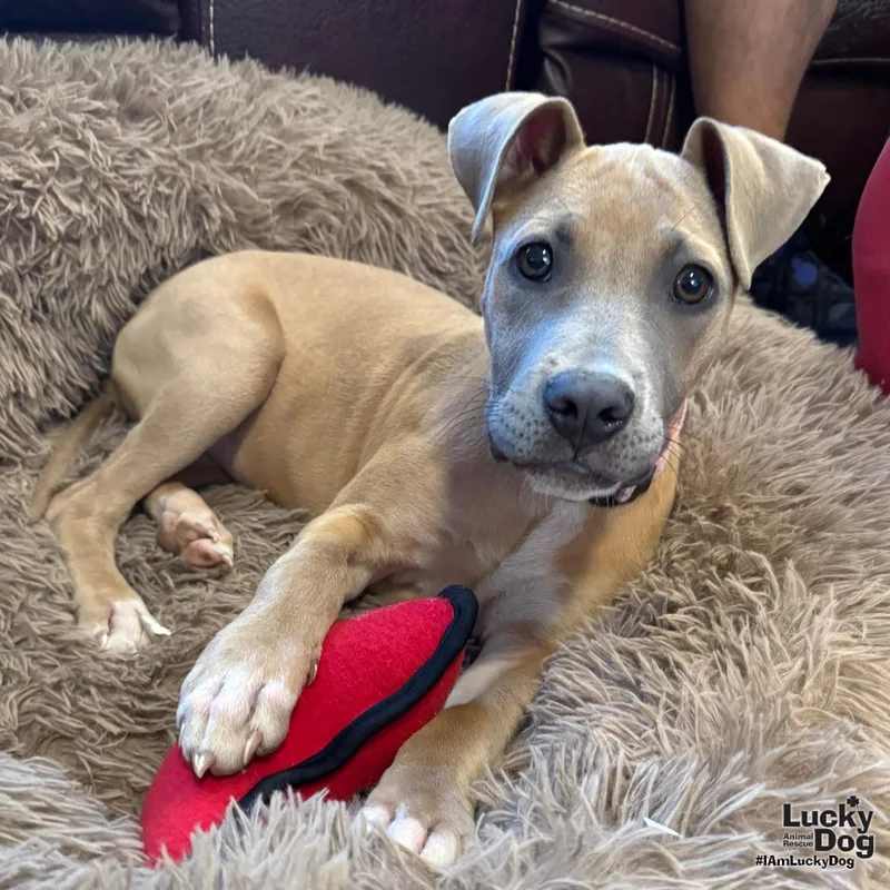 A baby large-sized female Shepherd dog named Marney for adoption in Washington, DC