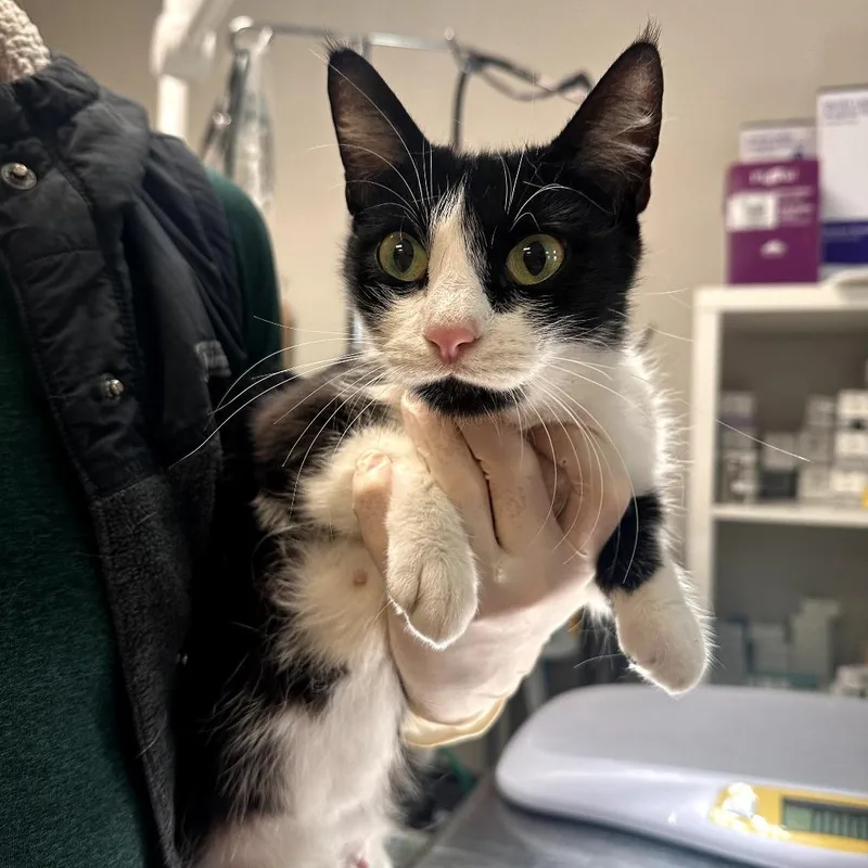 An adult medium-sized female White Domestic Short Hair cat named Dragonfly for adoption in Houston, TX