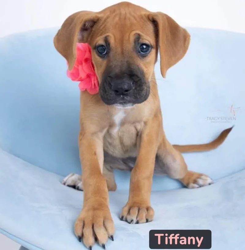 Tiffany
