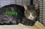 A young medium-sized male Gray & White Domestic Short Hair cat named Frosty for adoption in Moline, IL