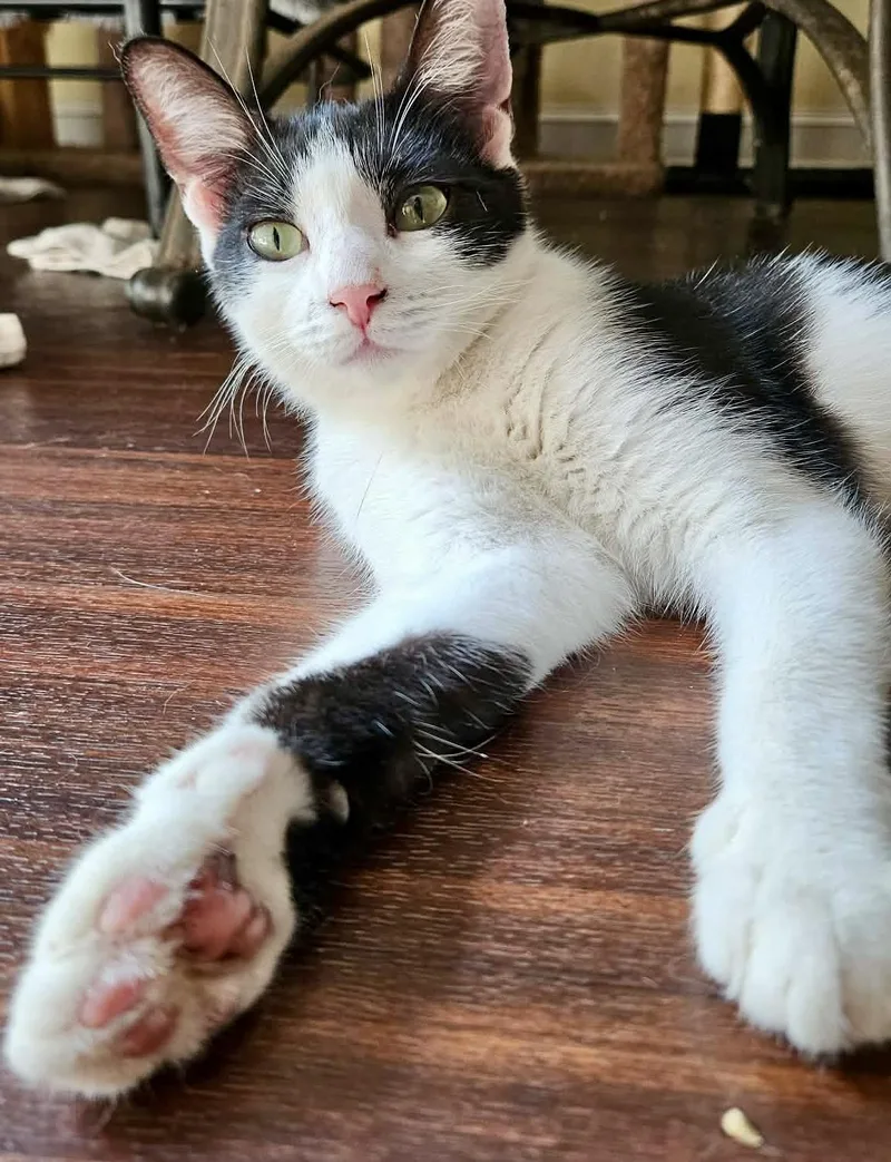 A baby medium-sized female Black & White / Tuxedo Domestic Short Hair cat named Whitney for adoption in Myrtle Beach, SC