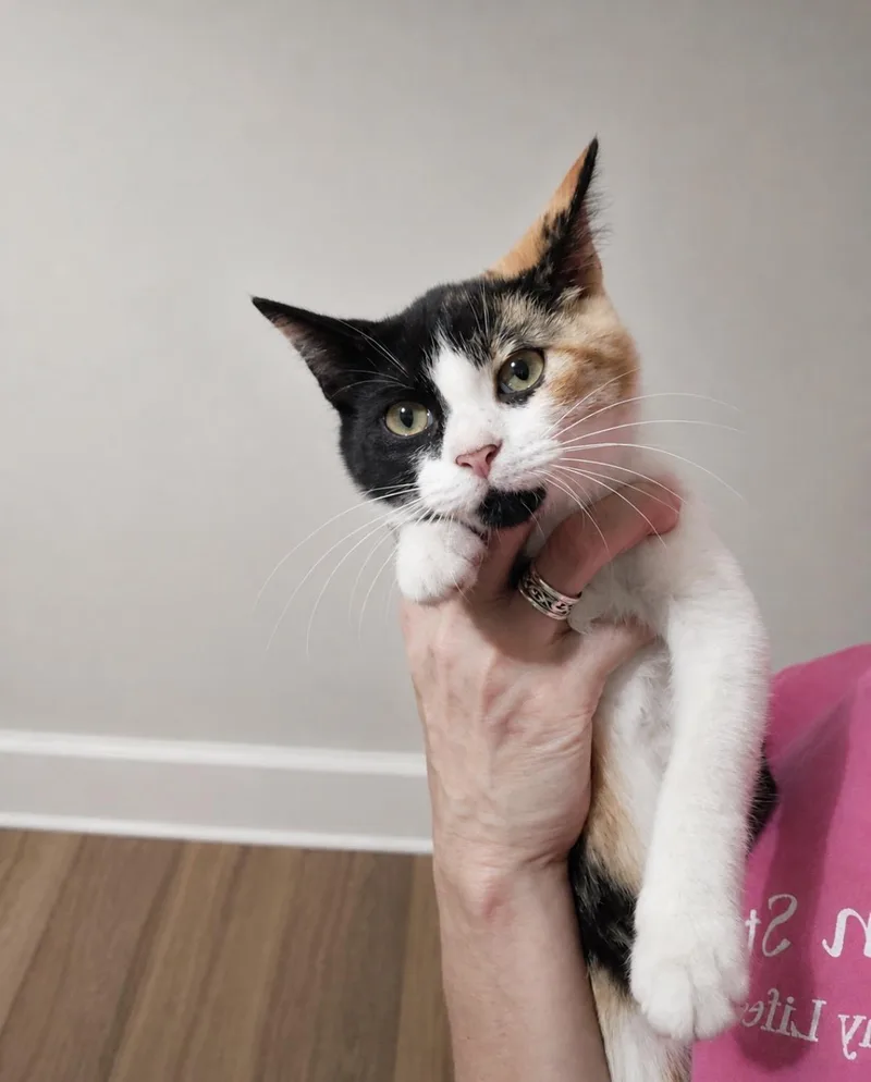 A baby medium-sized female Calico Domestic Short Hair cat named Kelsey for adoption in Spring, TX