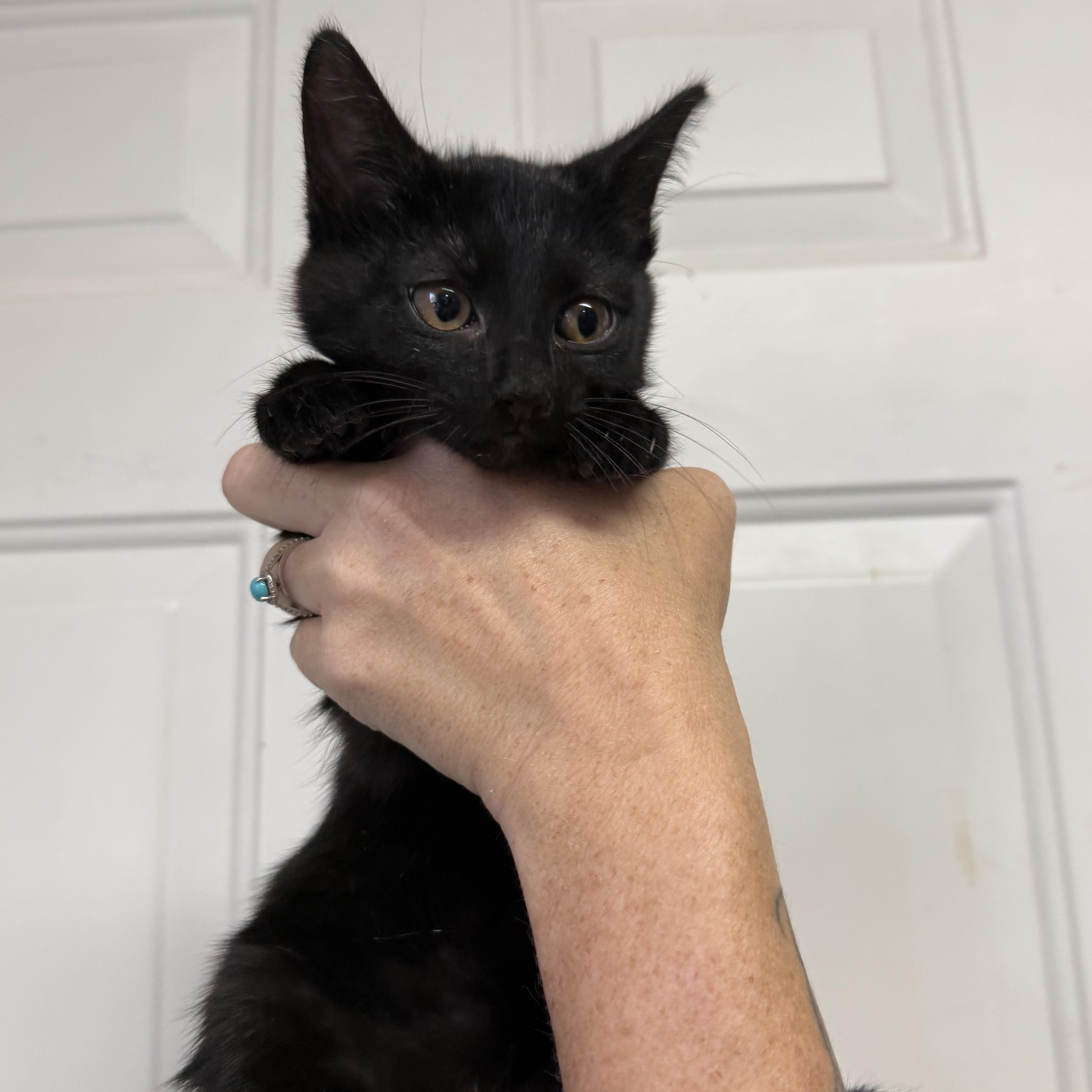 A baby medium-sized female Domestic Short Hair cat named Cosmic Stardust for adoption in Columbia, SC