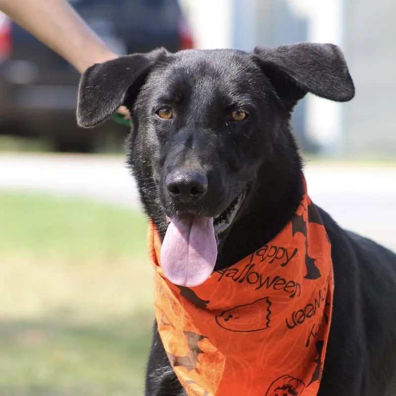 A young medium-sized male Black Shepherd dog named Houdini for adoption in Columbia, SC