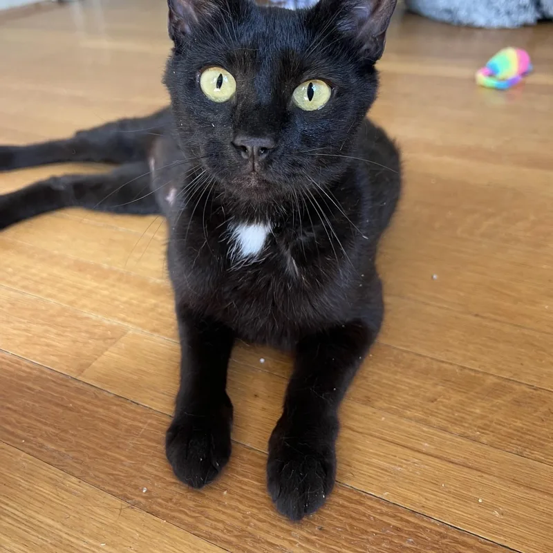 An adult medium-sized female Domestic Short Hair cat named Ember for adoption in Honeoye, NY