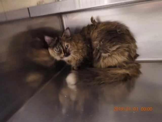 A young large-sized female Domestic Medium Hair cat named A for adoption in Saint Peters, MO