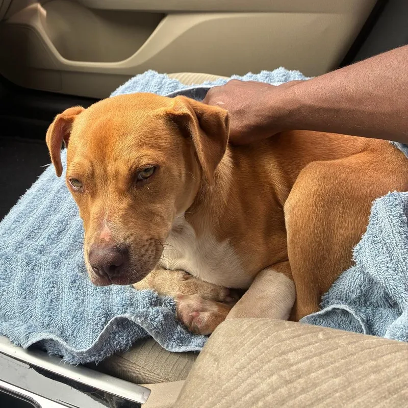 A baby small-sized male Apricot / Beige Mixed Breed dog named Troy Bolton for adoption in Columbus, GA