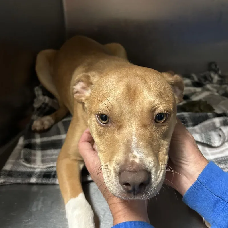 Troy Bolton thumbnail 5