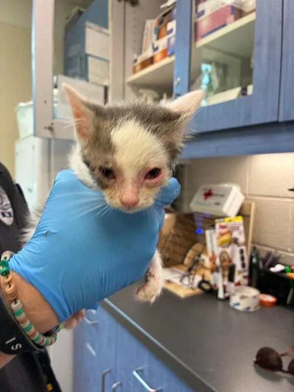 A young medium-sized male White Domestic Medium Hair cat named Popeye for adoption in Disputanta, VA
