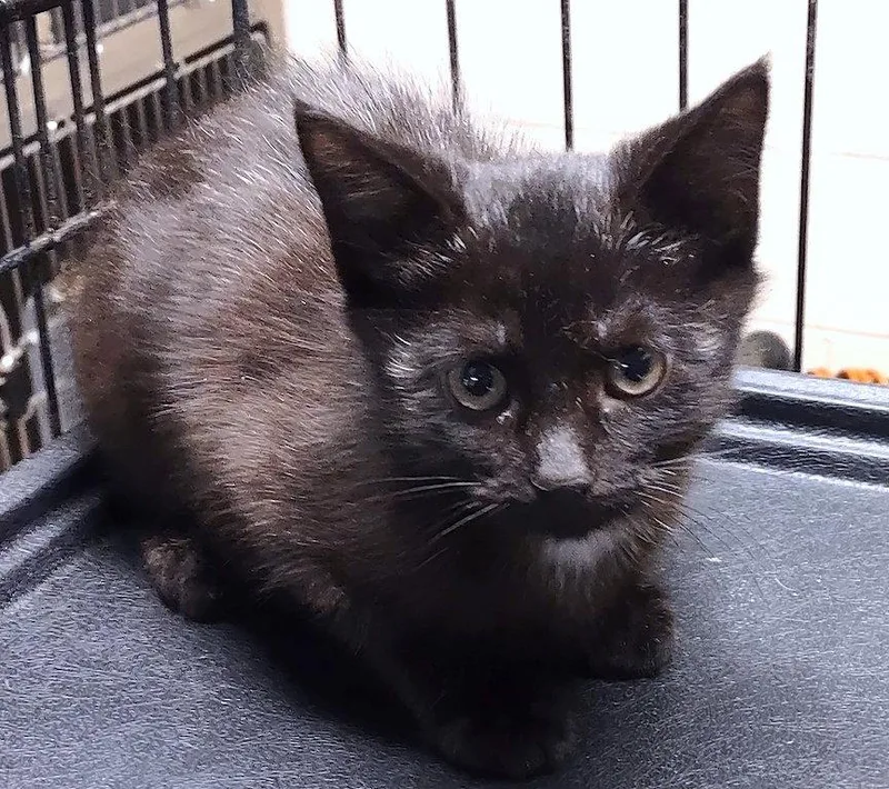 A baby medium-sized female Black Domestic Short Hair cat named Blakely for adoption in Albemarle, NC