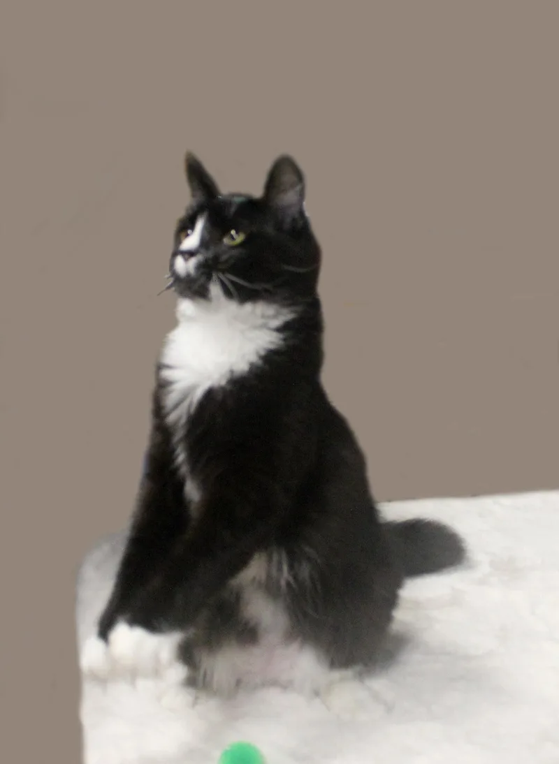A young medium-sized female Black & White / Tuxedo Domestic Long Hair cat named Harley Quinn for adoption