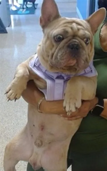 An adult medium-sized male French Bulldog dog named Fendi for adoption in Miami, FL