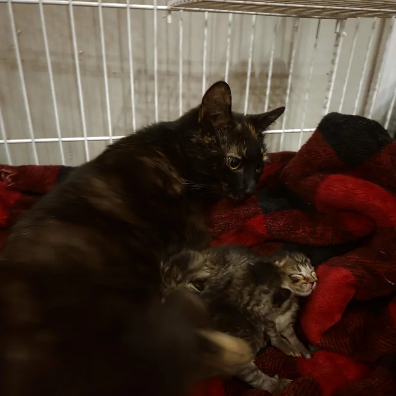 Missy thumbnail 4