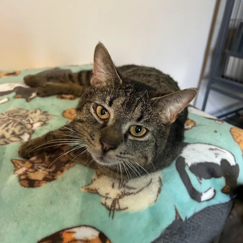 An adult medium-sized male Brown / Chocolate Domestic Short Hair cat named Pocket Wocket for adoption in Eaton Rapids, MI