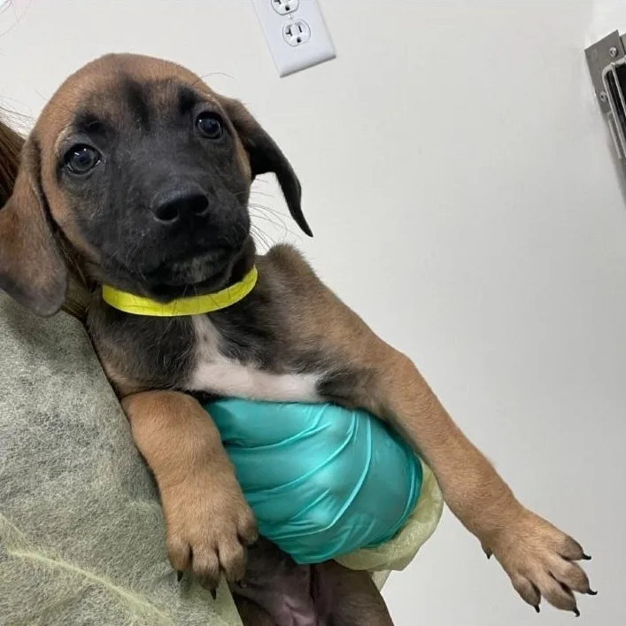 A baby medium-sized male Mastiff dog named Echo for adoption in Minooka, IL