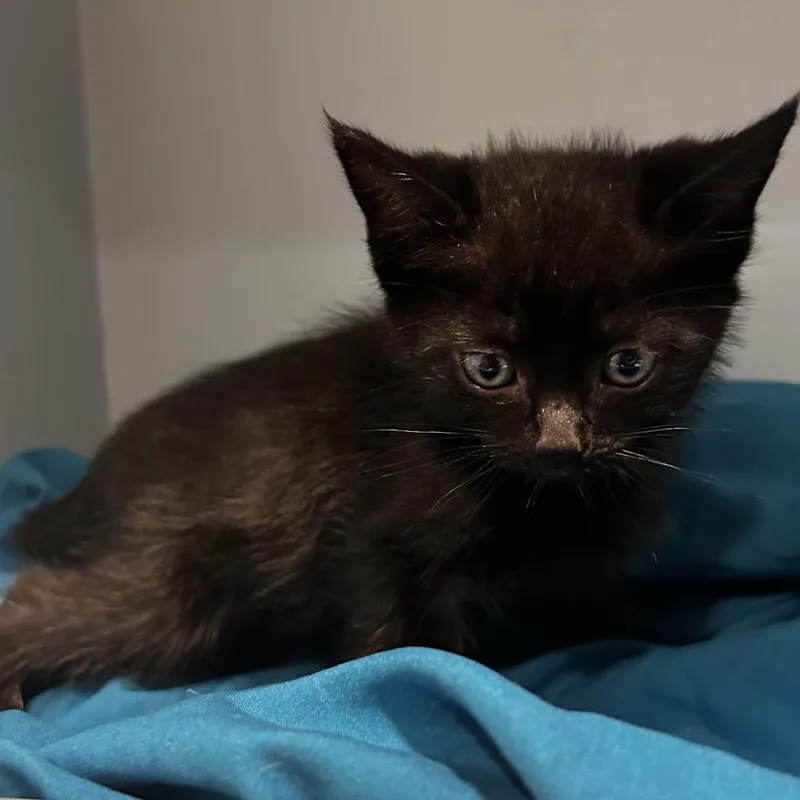 A baby small-sized male Black Domestic Short Hair cat named Mumbai for adoption in Chattanooga, TN