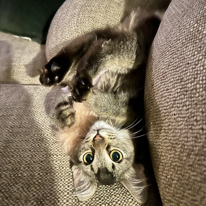 A baby small-sized female Tabby (Brown / Chocolate) Domestic Short Hair cat named Cheesecake for adoption in Grand Rapids, MI