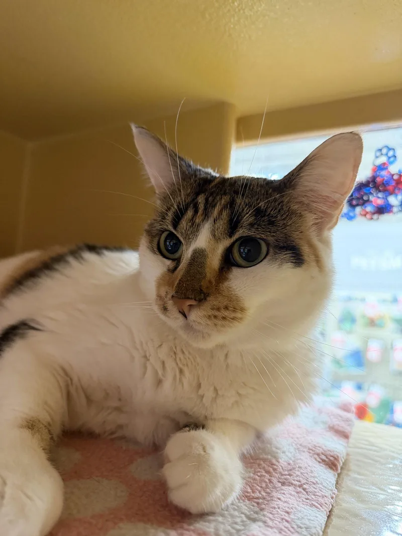 An adult medium-sized female Calico cat named Princess for adoption in Pompano Beach, FL